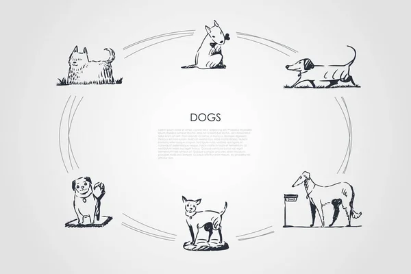 Perros - diferentes razas de perros caminando, comiendo de cuenco, jugando con hueso, sentado vector concepto conjunto — Vector de stock