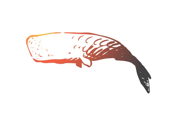 Sperm whale, ocean, wildlife, marine, cachalot concept. Hand drawn isolated vector. — Stock Vector