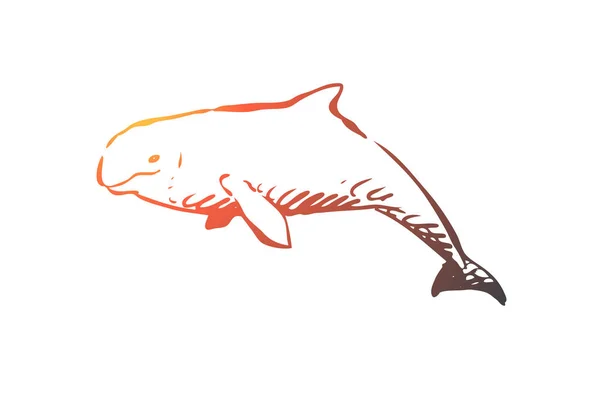 Beluga, zee, water, wildlife, hausen concept. Hand getekende geïsoleerde vector. — Stockvector