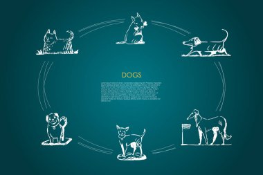 Köpekler - farklı köpek doğurmak yürüme, kaseden yemek, vektör kavramı set oturan kemik ile oynamak