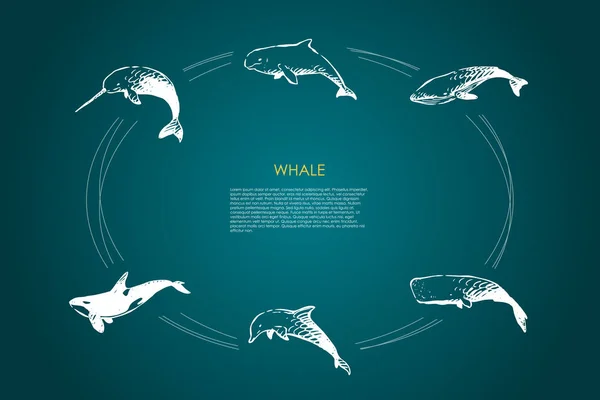 Baleine - différents types - ensemble de concept de dauphins, de spermatozoïdes et d "épaulards vecteurs — Image vectorielle