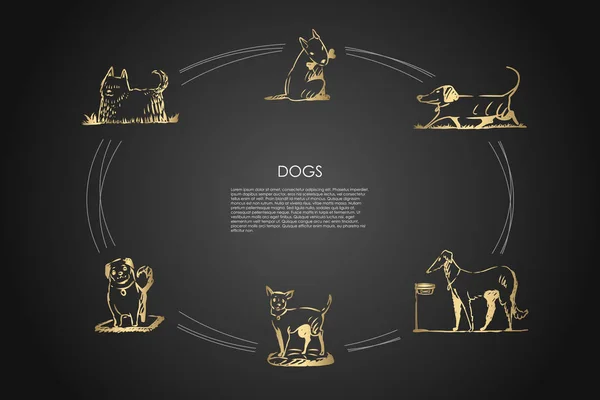 Hunde - verschiedene Hunderassen gehen, essen aus der Schüssel, spielen mit Knochen, sitzen Vektor-Konzeptset — Stockvektor