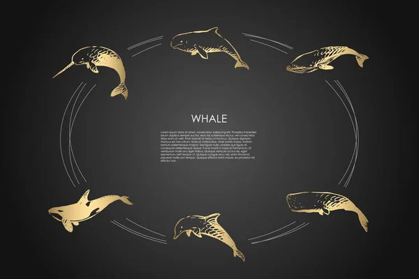 Whale - olika typer - dolphin, spermier och späckhuggare vektor konceptet set — Stock vektor