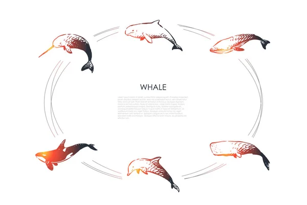 Baleine - différents types - ensemble de concept de dauphins, de spermatozoïdes et d "épaulards vecteurs — Image vectorielle