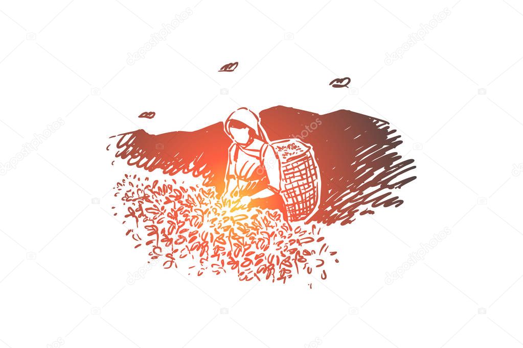 Young woman with basket, faceless plantation worker collecting fresh leaves, agriculture, female farmer harvesting foliage