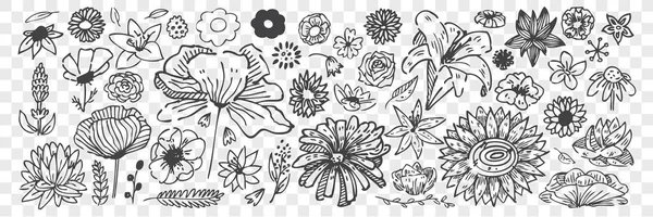 Ζωγραφισμένα στο χέρι λουλούδια doodle set. — Διανυσματικό Αρχείο