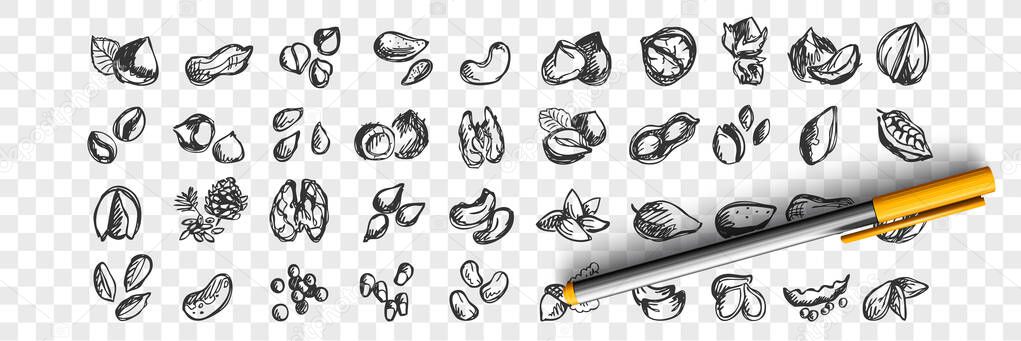 Nuts doodle set.