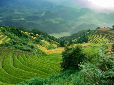 Tepelerin ortasında ve dağlarla çevrili güzel pirinç terasları.