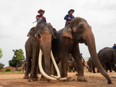Surin, Tayland - 15 Ağustos 2020: Fil Krallığı bölgesinde dinlenirken iki büyük erkek fil ve bir mahout.
