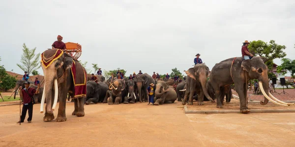 Surin, Tayland - 15 Ağustos 2020: fil ve mahout sürüleri geçit törenini beklerken.