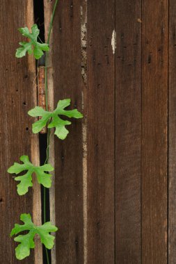 Ahşap zemin ya da doku, eski ahşap duvarda büyüyen yeşil sarmaşık. Tahta duvarda yeşil yapraklar.