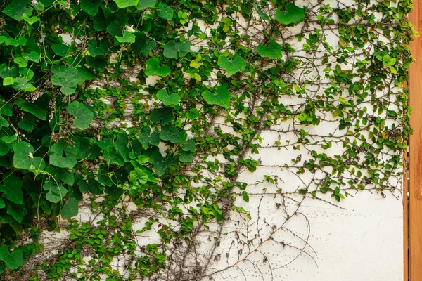 Natural Background Green Ivy White Concrete Wall Lvy Gourd Tridax — Stock Photo, Image