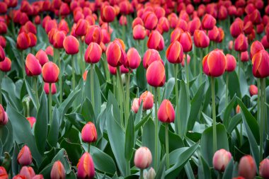 Kırmızı laleler New York ile bir bahçe