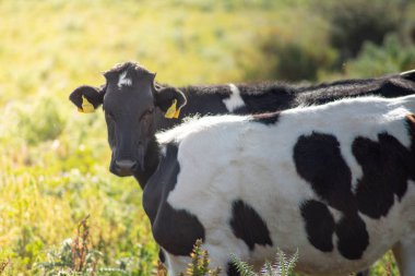 Otlarken bazı görünümü. Çekim Sicilya, İtalya güzel bir güneşli gün sırasında alınır