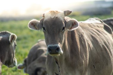 Otlarken bazı görünümü. Çekim Sicilya, İtalya güzel bir güneşli gün sırasında alınır