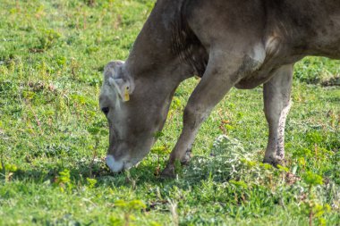 Güneşli bir günde otlatırken bir Shot