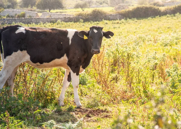 Выстрел коровы во время пастбища в солнечный день — стоковое фото
