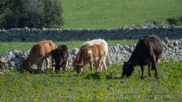 Vista Alcune Mucche Mentre Pascolano Colpo Viene Scattato Durante Una — Foto Stock