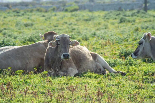 Θέα Μερικών Αγελάδων Ενώ Βόσκουν Βολή Λαμβάνεται Κατά Διάρκεια Μιας — Φωτογραφία Αρχείου