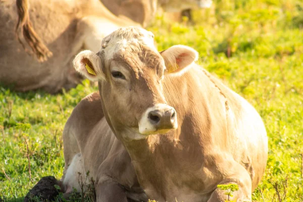 Un disparo de una vaca mientras pastaba durante un día soleado —  Fotos de Stock