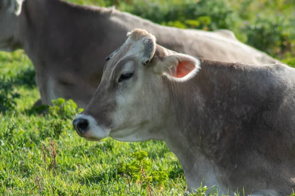 Un disparo de una vaca mientras pastaba durante un día soleado —  Fotos de Stock