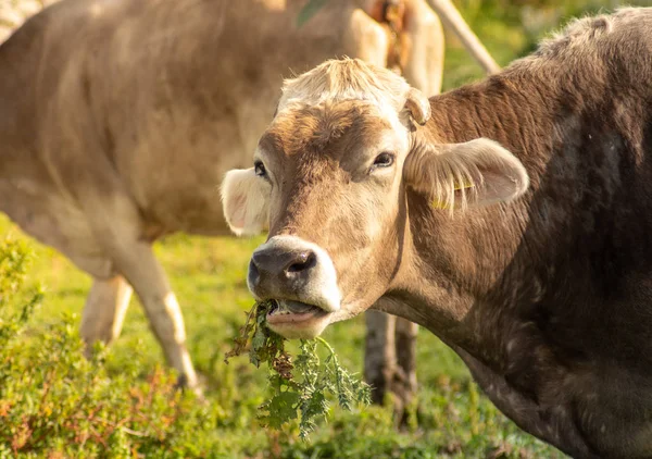 Выстрел коровы во время пастбища в солнечный день — стоковое фото