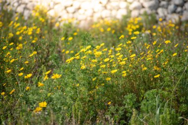 Papatyalar güzel bir alan