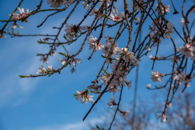 Çiçek açan bir badem ağacı