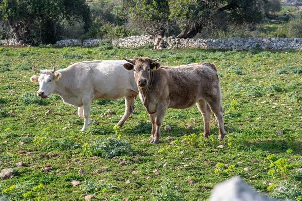 Vista Algunas Vacas Mientras Pastan Disparo Toma Durante Hermoso Día —  Fotos de Stock