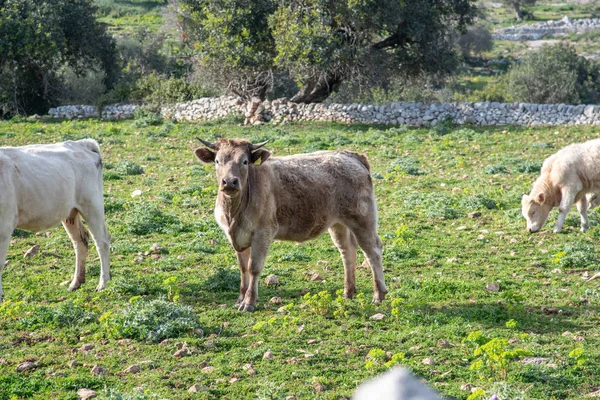 晴れた日に放牧中の牛のショット — ストック写真