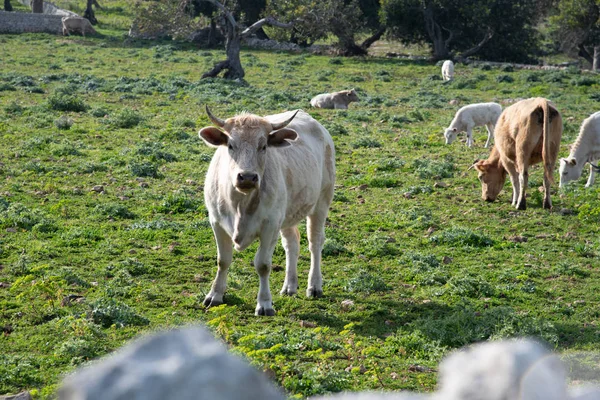 Vista Algunas Vacas Mientras Pastan Disparo Toma Durante Hermoso Día —  Fotos de Stock