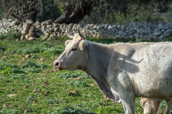 Un disparo de una vaca mientras pastaba durante un día soleado —  Fotos de Stock