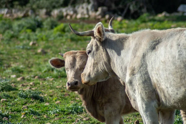 Vista Algunas Vacas Mientras Pastan Disparo Toma Durante Hermoso Día —  Fotos de Stock