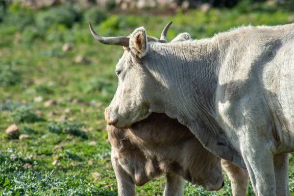 Vista Algunas Vacas Mientras Pastan Disparo Toma Durante Hermoso Día —  Fotos de Stock