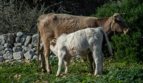 Θέα Μερικών Αγελάδων Ενώ Βόσκουν Βολή Λαμβάνεται Κατά Διάρκεια Μιας — Φωτογραφία Αρχείου