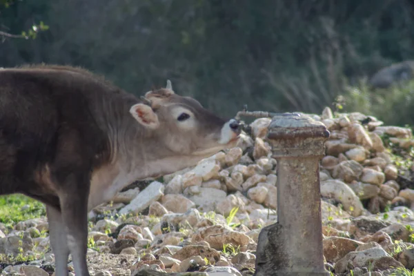 Tiro de una vaca mientras bebía de una fuente de agua —  Fotos de Stock