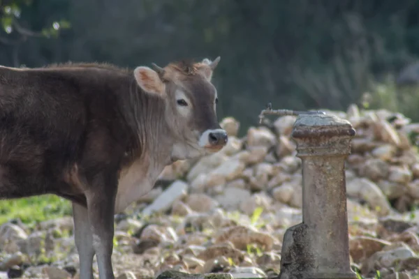 Un disparo de una vaca mientras pastaba durante un día soleado —  Fotos de Stock