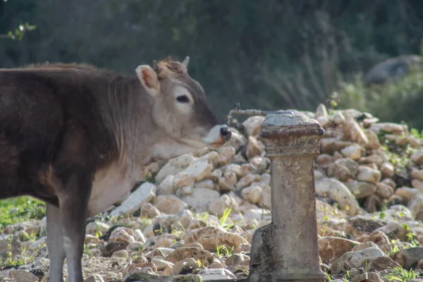 Un disparo de una vaca mientras pastaba durante un día soleado —  Fotos de Stock