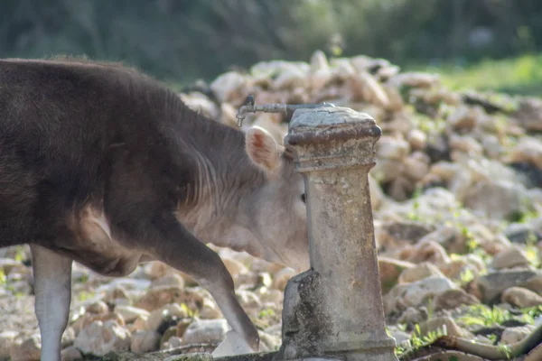 Tiro de una vaca mientras bebía de una fuente de agua —  Fotos de Stock
