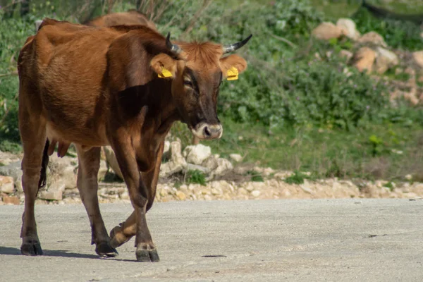 Πυροβολισμό μιας αγελάδας ενώ βοσκούσε κατά τη διάρκεια μιας ηλιόλουστης μέρας — Φωτογραφία Αρχείου