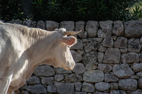 Un disparo de una vaca mientras pastaba durante un día soleado —  Fotos de Stock