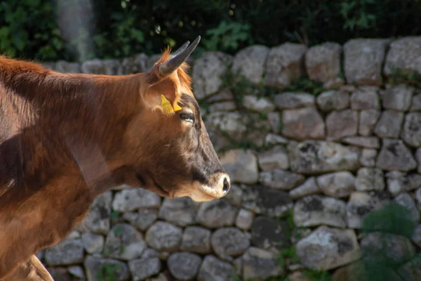 Πυροβολισμό μιας αγελάδας ενώ βοσκούσε κατά τη διάρκεια μιας ηλιόλουστης μέρας — Φωτογραφία Αρχείου