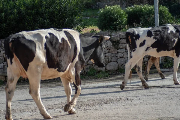 Vista Algunas Vacas Mientras Pastan Disparo Toma Durante Hermoso Día — Foto de Stock