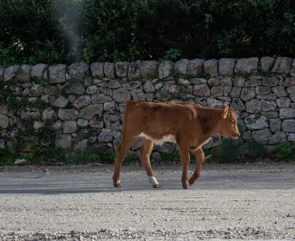 Πυροβολισμό μιας αγελάδας ενώ βοσκούσε κατά τη διάρκεια μιας ηλιόλουστης μέρας — Φωτογραφία Αρχείου