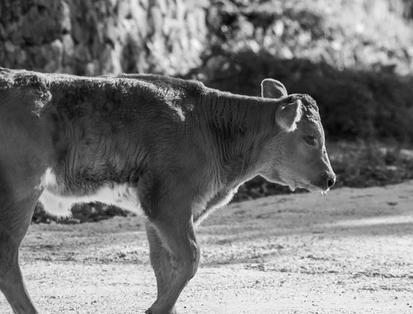 Un disparo de una vaca mientras pastaba durante un día soleado —  Fotos de Stock