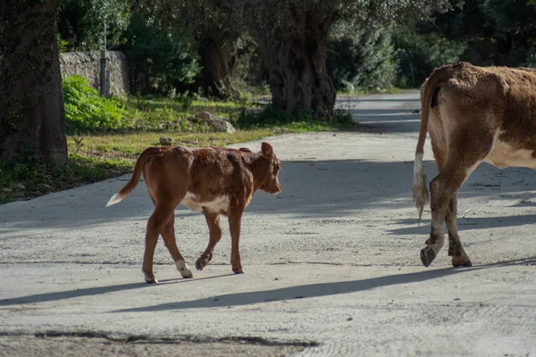 放牧中の牛の眺め 撮影は シチリア イタリアの美しい晴れた日の間に撮影されます — ストック写真
