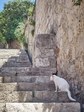 Dubrovnik 'te güneşli bir yaz gününde yemek yiyen beyaz bir kedi.