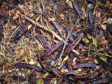 Bir kadeh araba soygunu meyvesi.