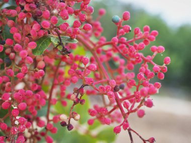 Karakteristik kırmızı meyvelerden.