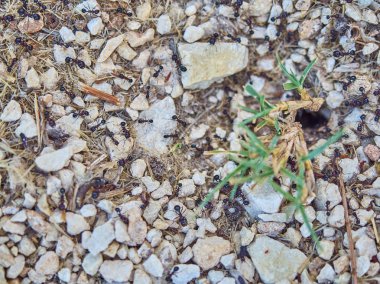 Karınca, taş ve çimen.